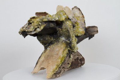 Mycelial Stump