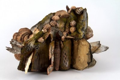 Shelf Fungus